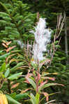 Fringed willowherb